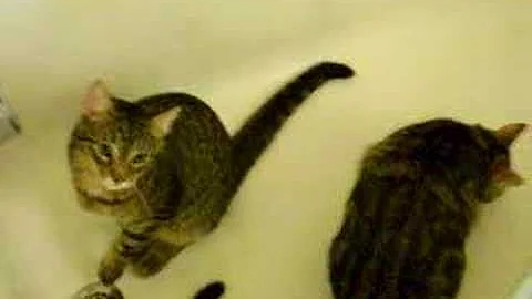 Video 11312851: cat odd, bathtub