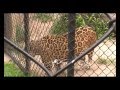 Ona pintada  jaguar  zoo curitiba  brasil