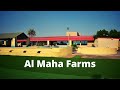 Al Maha Farm House | Al Dhaid | Day 1