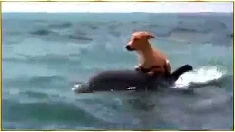 Cá heo đánh đuổi cá mập cứu chú chó nhỏ