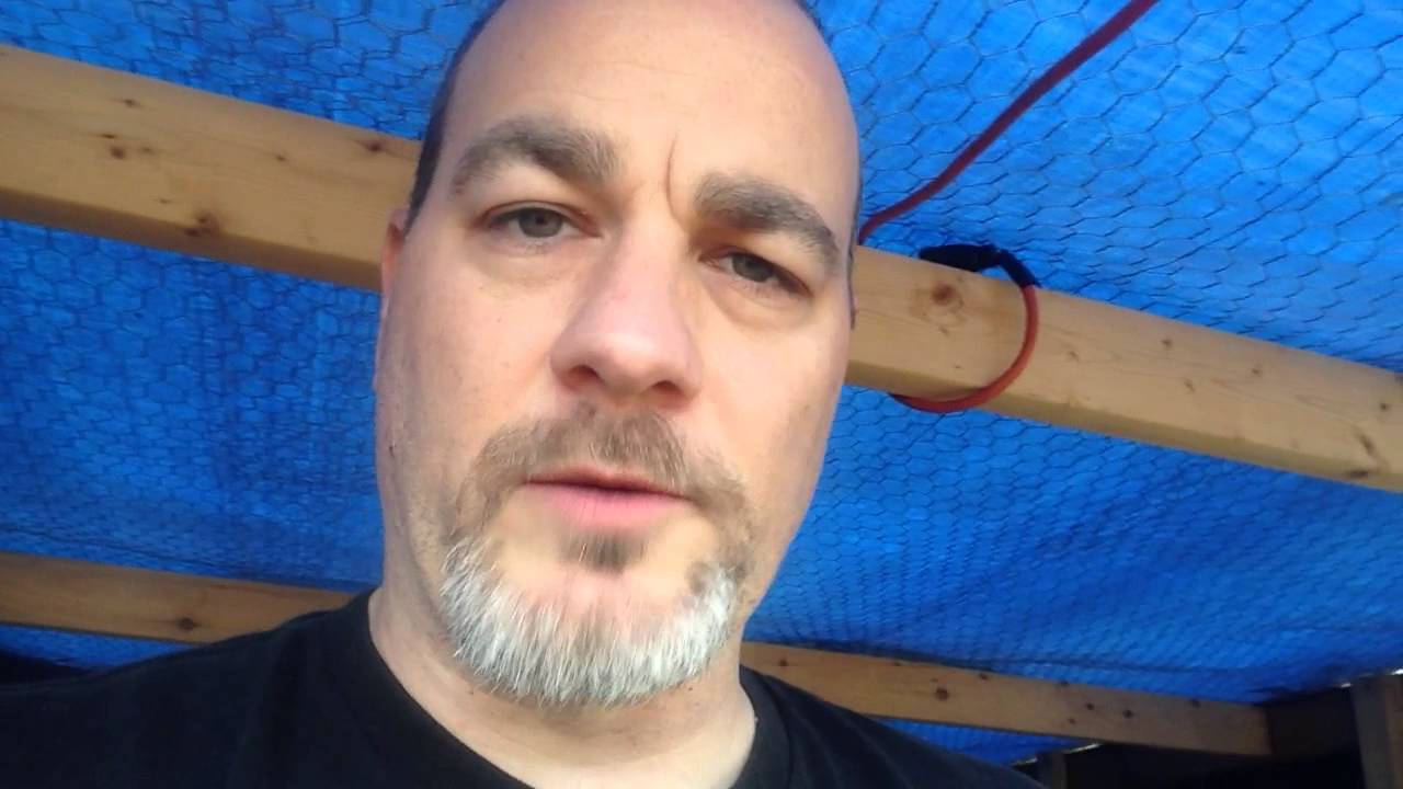 How To Raise Black Australorp Chickens For Eggs and Meat 