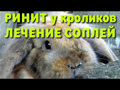 Лечение насморка у кролика быстро и просто! Лечим сопли кролику. Ринит и лечение кролика!