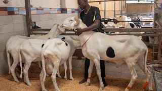 Le Ladoum Encore Élu Plus Beau Mouton Du Sénégal