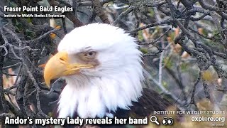 Fraser Point Eagles🦅Andor's Mystery Lady Reveals Her Band🔍👀Explore.org 2022-02-19