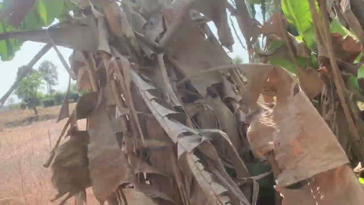 มาดูกล้วยน้ำว้า