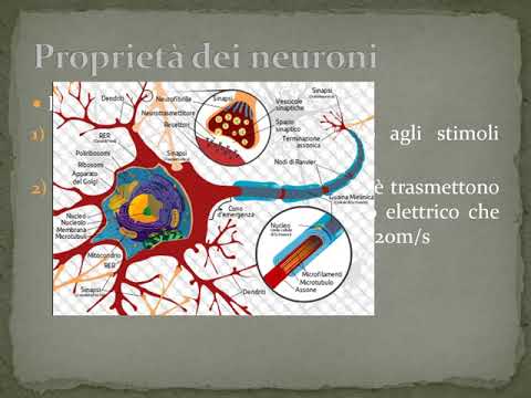 Cap  12 Il sistema nervoso parte prima i neuroni