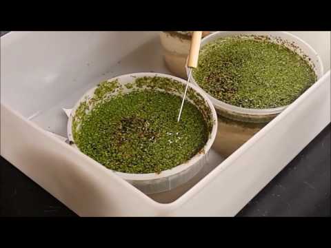 duckweed