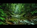 Rainforest River Sounds 🌿 Relaxing Nature Ambience for Sleep, Meditation, Study & Deep Relaxation