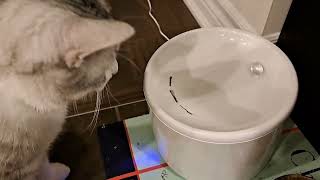 Instachew Purrflow Cat Water Fountain Review