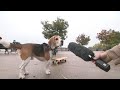 Marvel ze  super beagle  le chien skateur star dinstagram