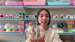 Những vật dụng cần chuẩn bị khi nuôi chuột Hamster