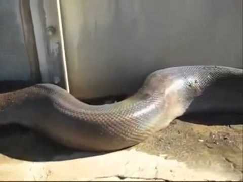 Video: De grootste slang ter wereld. Anaconda