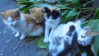 Kittens woke up and white cat waiting for me