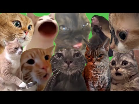 Best Cat Memes
