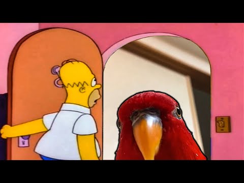 Red Birb Moment