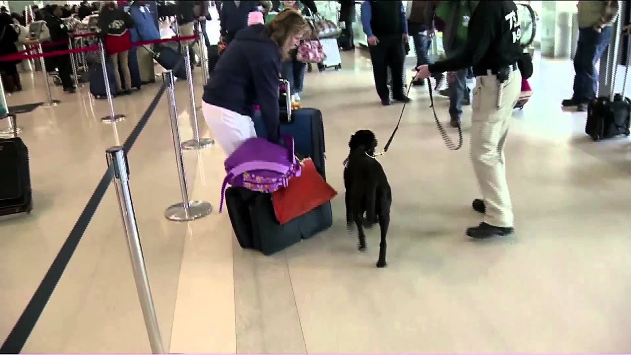 tsa dogs YouTube