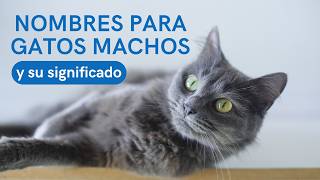 NOMBRES para GATOS MACHOS y su SIGNIFICADO 🐈