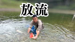 4歳鯉を野池放流と錦鯉販売