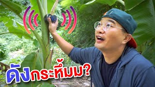 Can We Turn Banana Tree Into Speaker!!