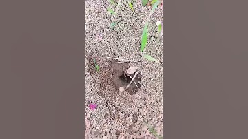 ماتيسر من سورة النمل