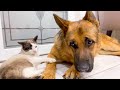 Poor German Shepherd Attacked by Cat