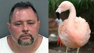 Florida Man Arrested For Attacking Flamingo At Busch Gardens