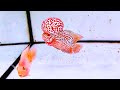 7 rare flowerhorn fish species that you can hardly believe still exist