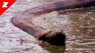 ANACONDA Qu i vt khng ch n ca m ly Amazon