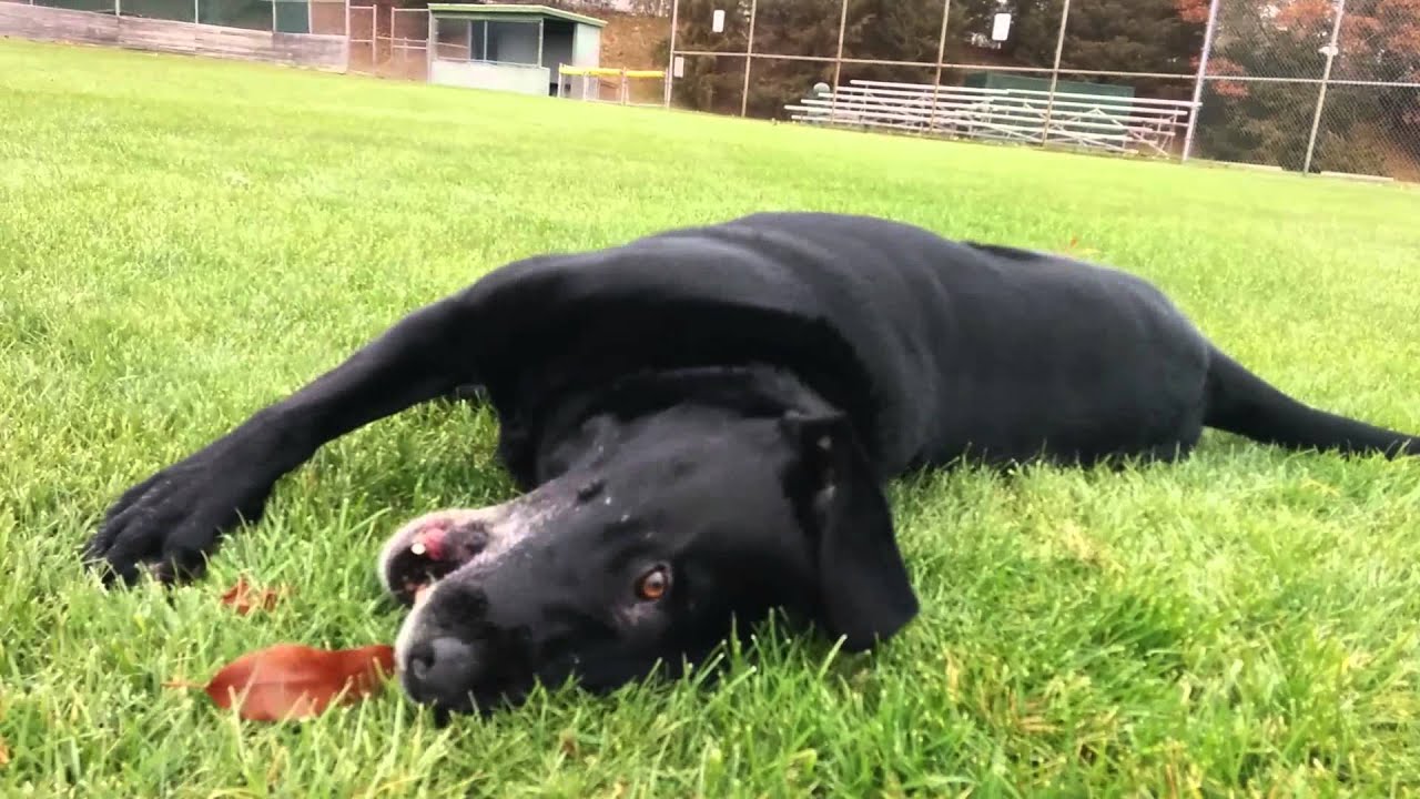 犬が背中をこするのはなぜ 愛犬の不思議な行動の理由をご紹介 あにまろ る