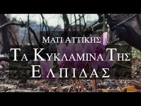 Μάτι Αττικής. Τα Κυκλάμινα της ελπίδας και της αισιοδοξίας απο ψηλά. Up Drones