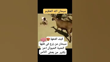 كيف اقنعها سبحان من زرع في قلبها الحنية الحيوان احن بكثير من بعض الناس 