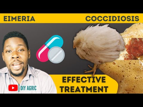 Coccidiosis | Brown and Bloody Poop | How to Treat Coccidiosis in Chicken