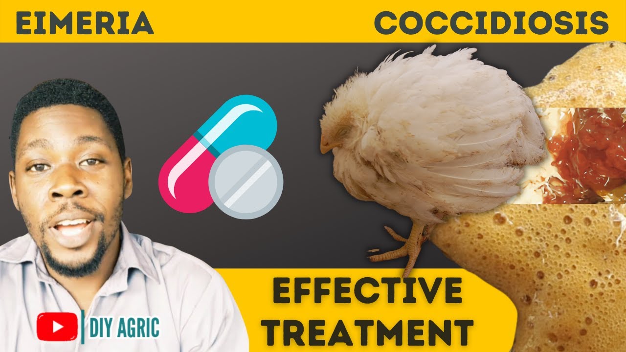 Coccidiosis | Brown And Bloody Poop | How To Treat Coccidiosis Symptoms In Chicken