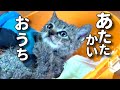 【ボロボロ子猫保護2日目の朝。】@taipi 【切り抜き】