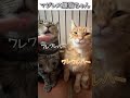猫のおもしろ動画にツッコミどころ満載なアフレコしてみた＃481【腹話術】【ハプニング映像】#shorts　#アフレコ #面白動画
