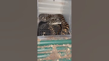 Couple Coastal Carpet Pythons I removed from a chicken coop #snakecatcher #reptiles #snake #fyp