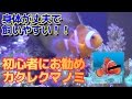 【アクアリウム/Aquarium】#15　初心者が飼いやすい海水魚！カクレクマノミの導入