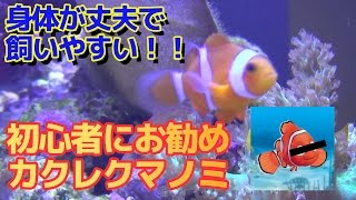 【アクアリウム/Aquarium】#15　初心者が飼いやすい海水魚！カクレクマノミの導入