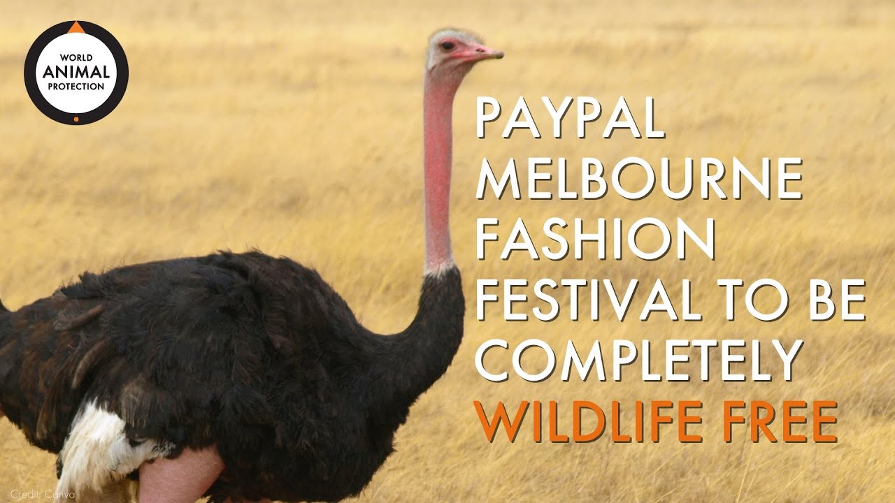 PayPal Melbourne Fashion Festival becomes cruelty-free