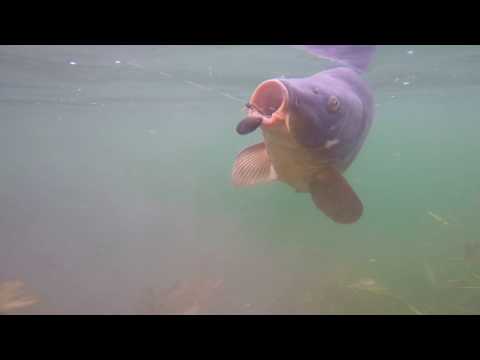 Video Thumbnail für BEHR - TRENDEX Carp Shells