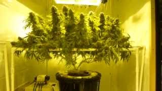 How to Grow DWC Cannabis pt 16 SSSDH Harvest