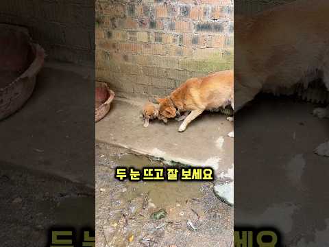 엄마 댕댕이가 아기 댕댕이의 앞발을 물어버린 이유 thumbnail