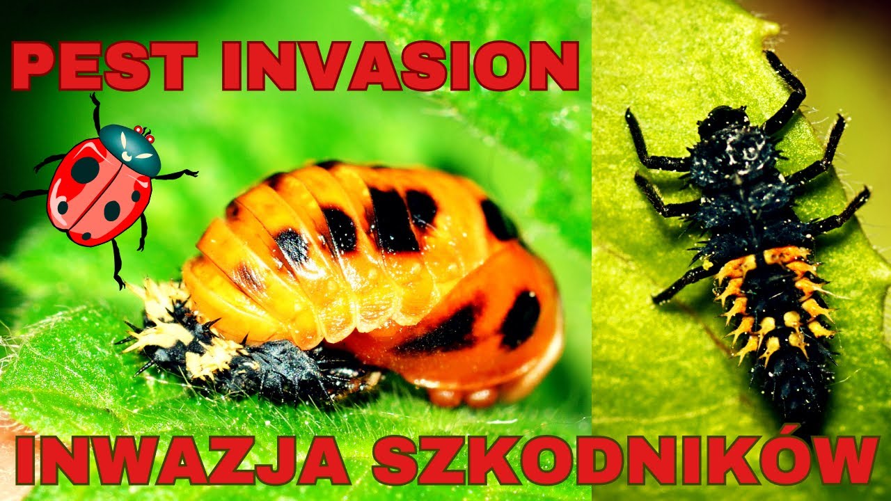 Aphid Invasion in the Garden? Ladybugs - Natural Pest Control - YouTube