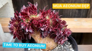 March 5 GARDEN IN SAN JOSE | WELL ROOTED SUCCULENTS FOR SALE | BÁN SEN ĐÁ ĐẸP | LeLe: (408) 883 5495 by LeLe's Succulents USA 1,801 views 2 months ago 11 minutes, 58 seconds