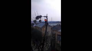 Зрізання дерева із завішуванням, арбористика - видалення уражених паразитом (омелою) тополь у Львові