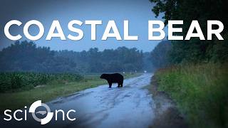 How we're studying the black bear comeback in NC