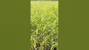 The Symphony of Farming: Nature