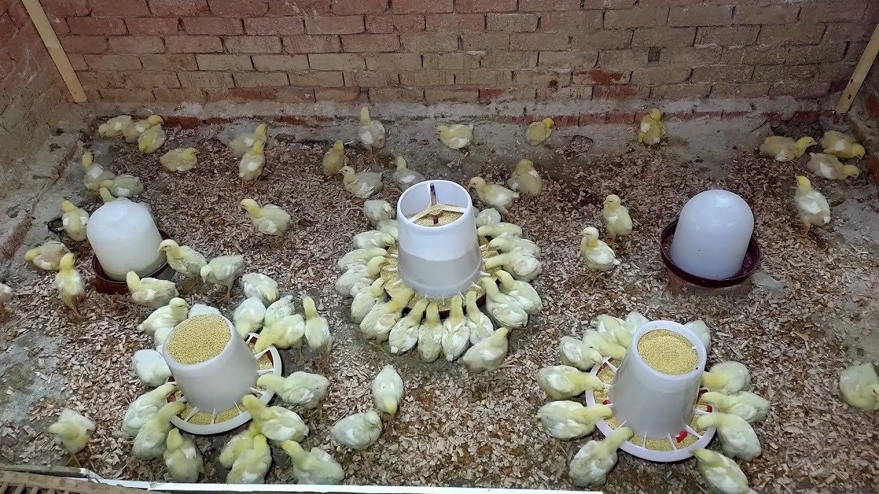 علاج الكوكسيديا والكلوستريديا للكتاكيت البيضاء عمر ١٠ ايام