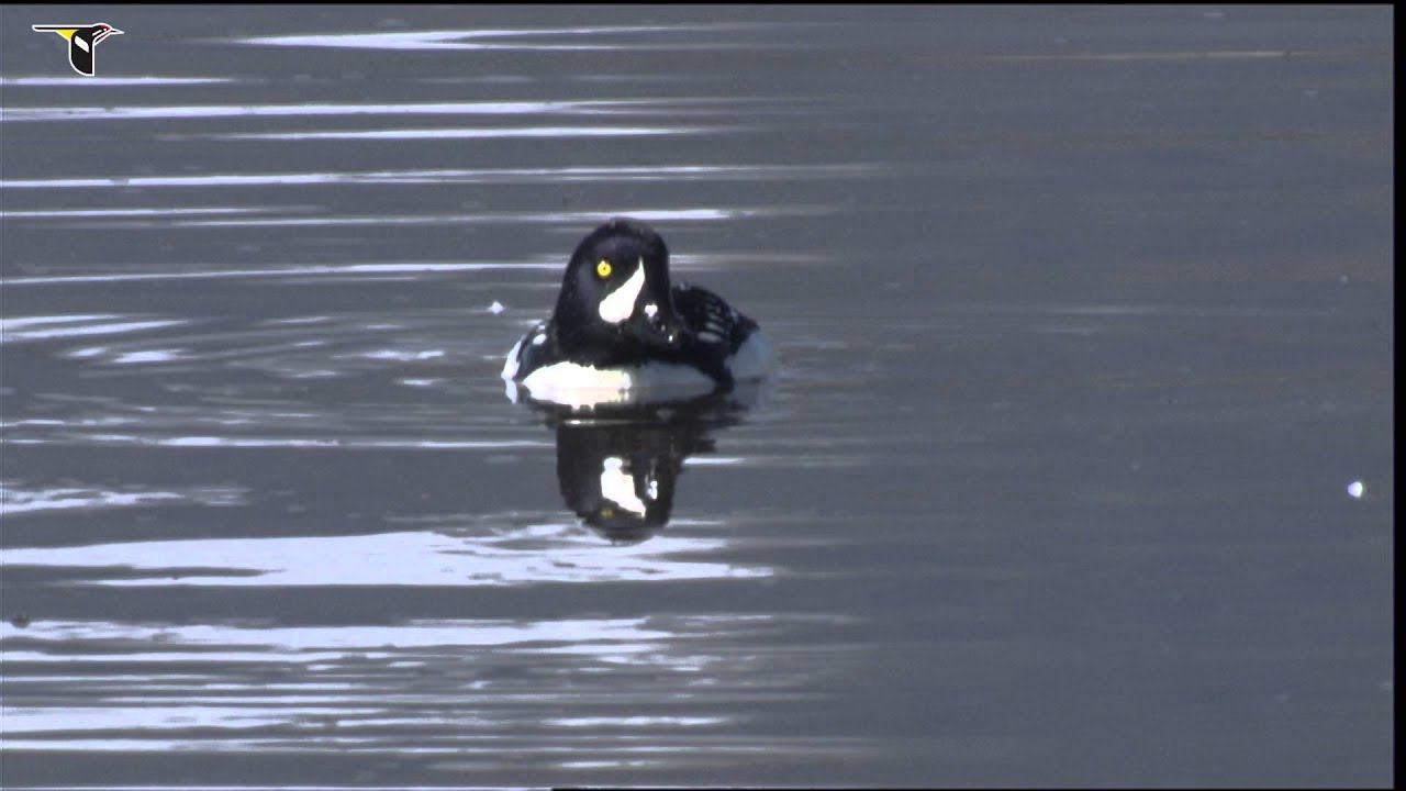 Common Goldeneye Identification, All About Birds, Cornell Lab of Ornithology