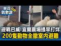 迎戰巴威颱風！宜蘭農場提早打烊「200隻動物」從羊咩咩到狐獴全撤室內避難｜巴威颱風最新【東森氣象讚】